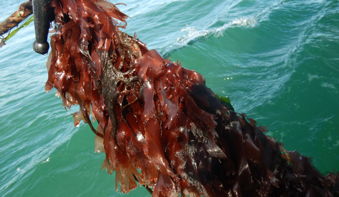 CEVA-4_Copyright CEVA.JPG