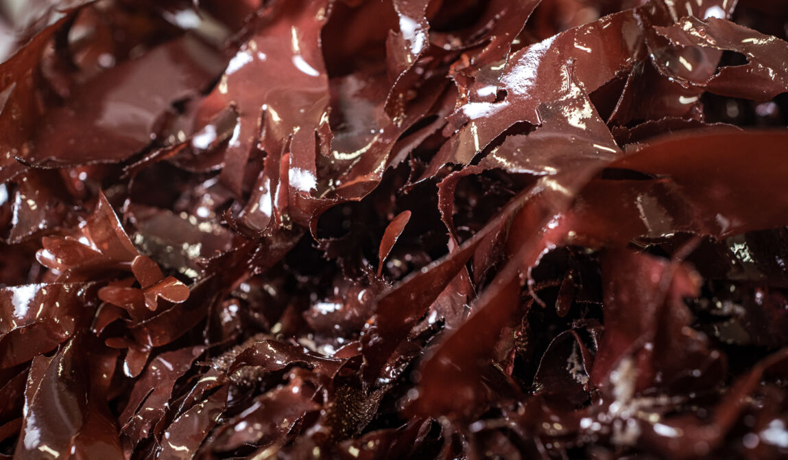 CEVA-12_Copyright CEVA-GLB-5marsProduction.jpg