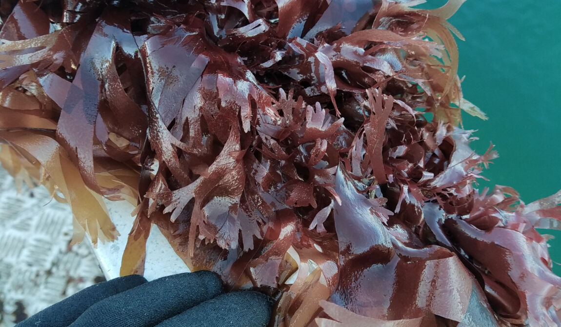 CEVA-28_Copyright CEVA.jpg