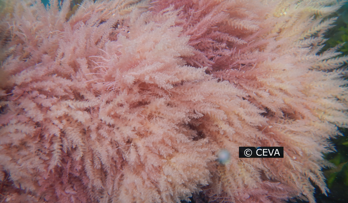 CEVA-25_Copyright CEVA.png