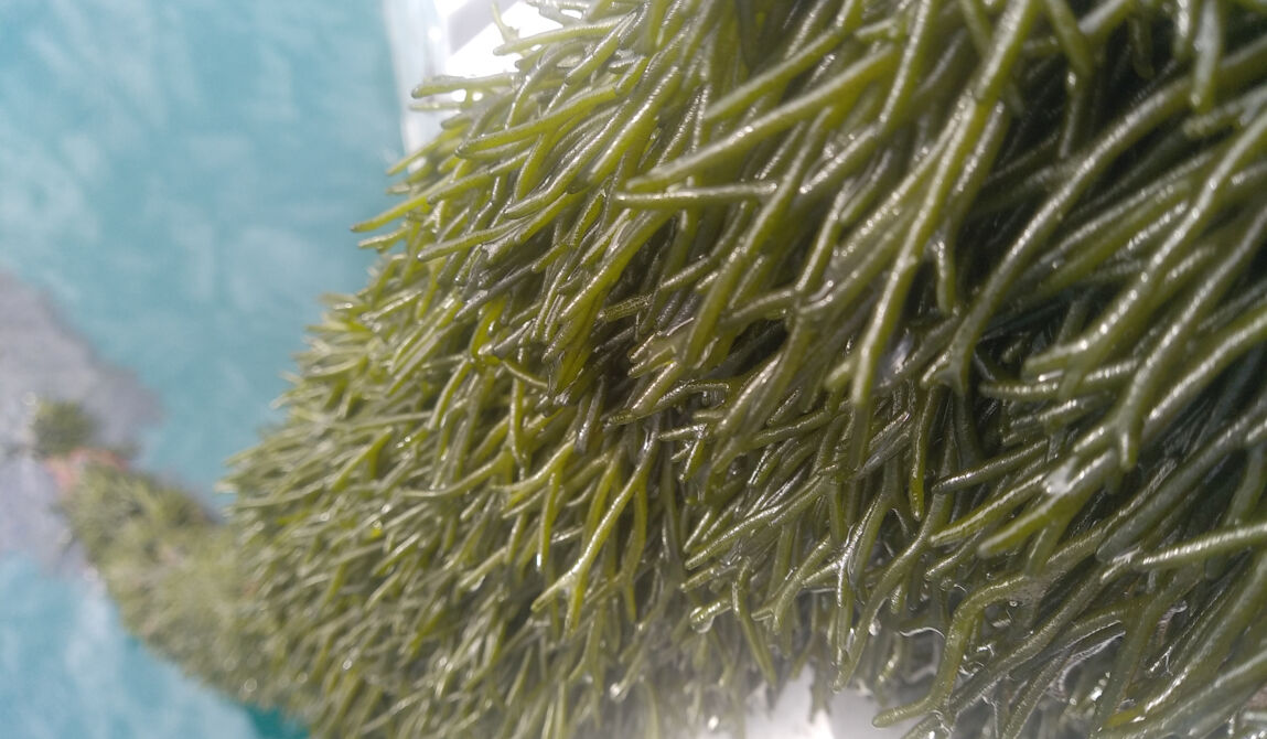 CEVA-19_Copyright CEVA.jpg