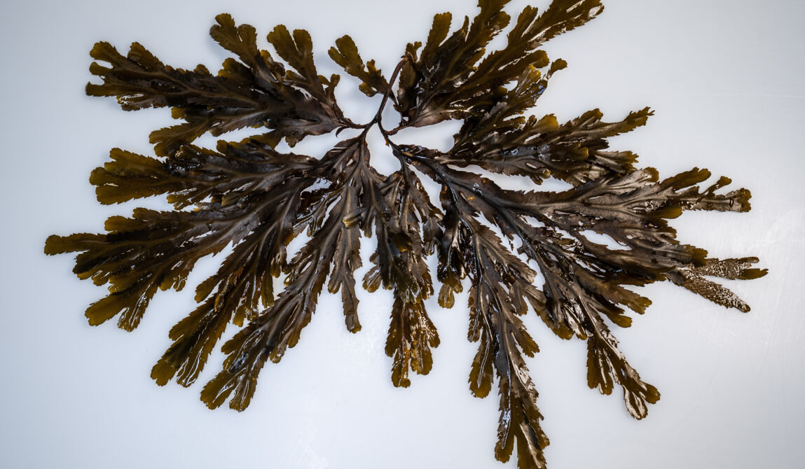 CEVA-29_Copyright CEVA-GLB-5marsProduction.jpg