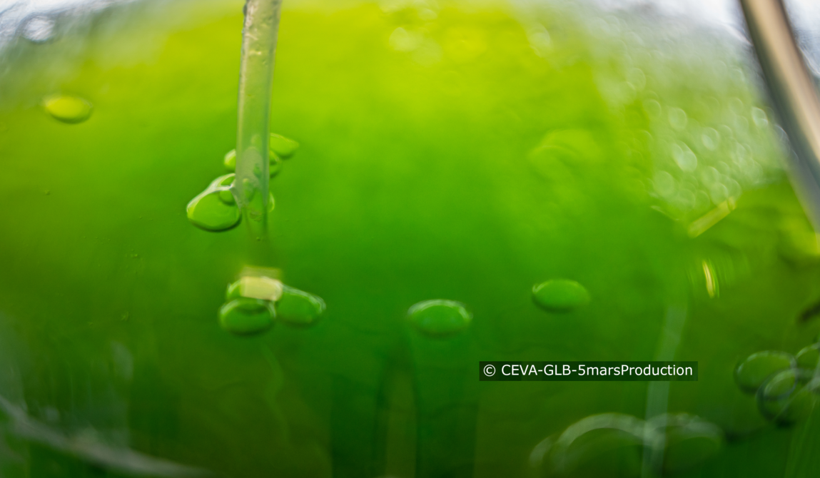 CEVA-33_Copyright CEVA-GLB-5marsProduction.png