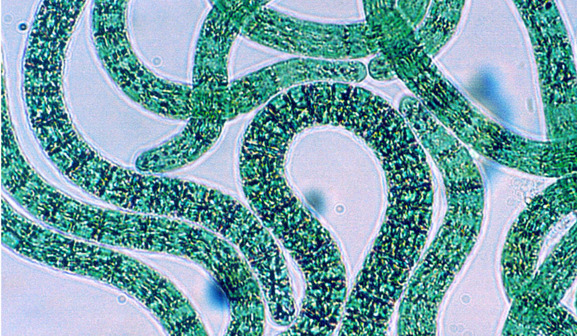 CEVA-31_Copyright CEVA.jpg