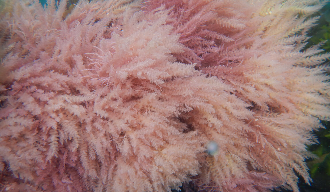 CEVA-25_Copyright CEVA.JPG