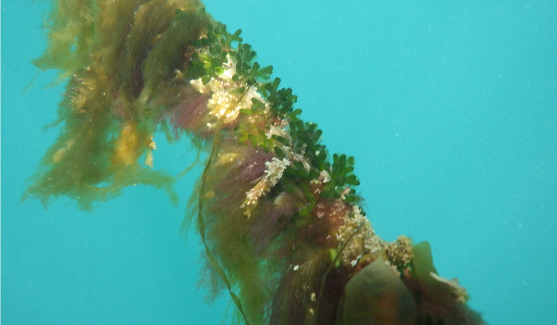 CEVA-24_Copyright CEVA.JPG