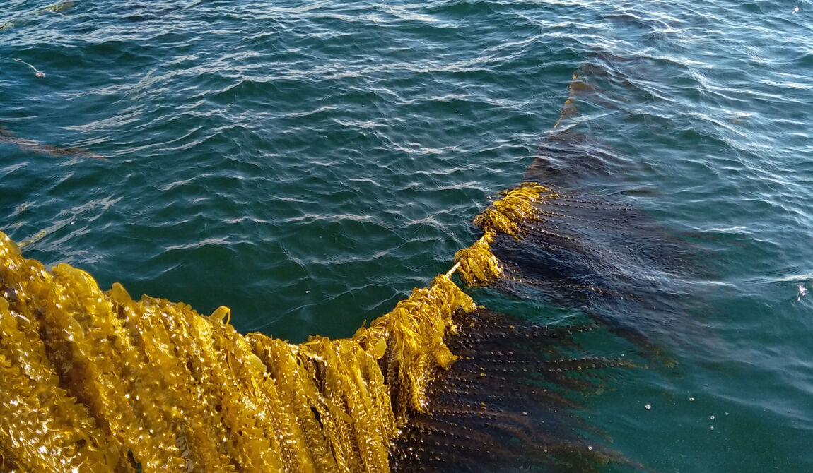 CEVA-27_Copyright CEVA.jpg