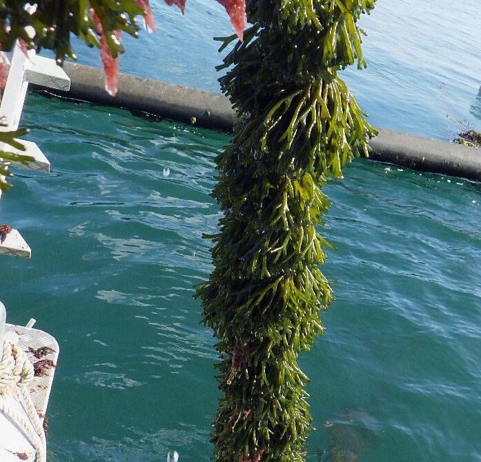 CEVA-8_Copyright CEVA.JPG