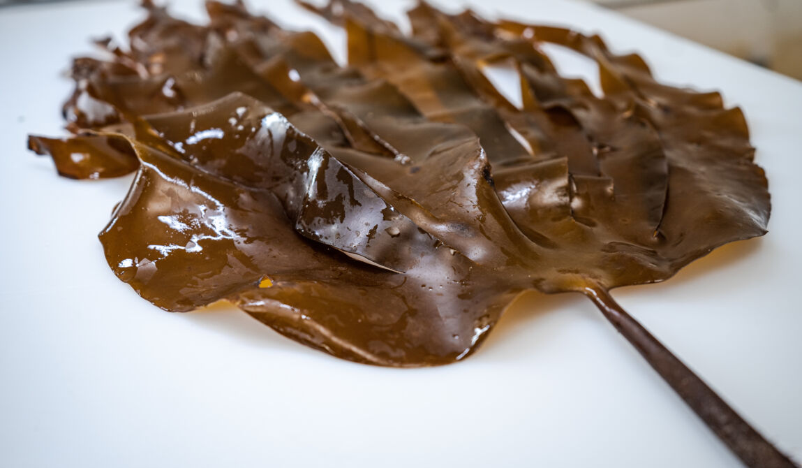 CEVA-10_Copyright CEVA-GLB-5marsProduction.jpg